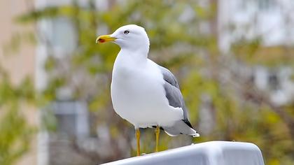 Yellow-legged Gull