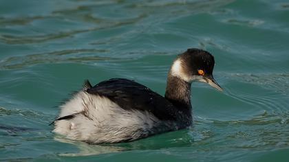 Black-necked Grebe