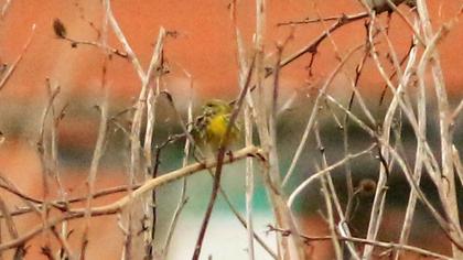 European Serin