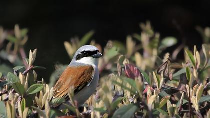 Red-backed Shrike