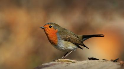 European Robin