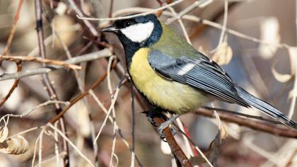 Great Tit
