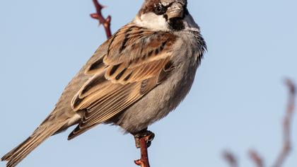 House Sparrow