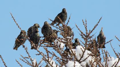 Common Starling