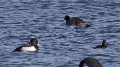 Tufted Duck