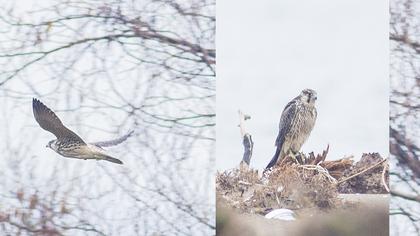 Peregrine Falcon
