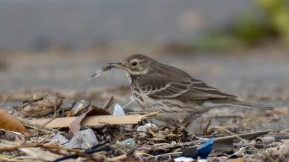 Buff-bellied Pipit