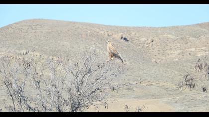 Long-legged Buzzard