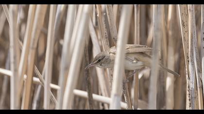 Great Reed Warbler