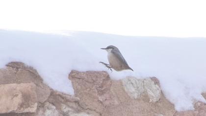 Western Rock Nuthatch