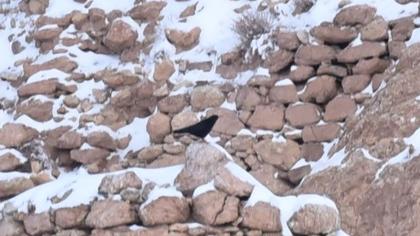 Red-billed Chough