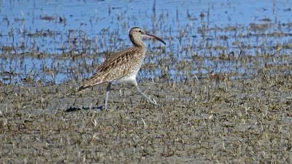 Whimbrel