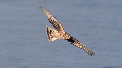 Hen Harrier