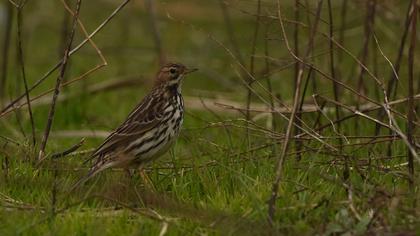 Red-throated Pipit