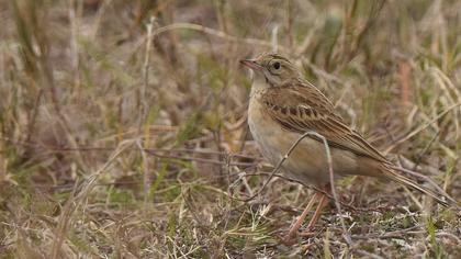 Richard`s Pipit