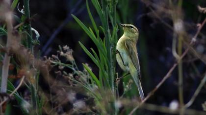 Willow Warbler