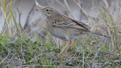 Richard`s Pipit