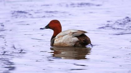 Common Pochard
