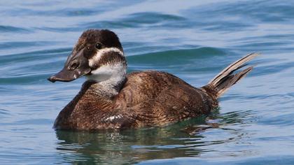 White-headed Duck