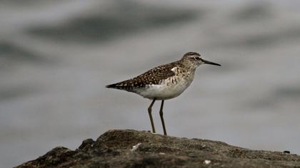 Wood Sandpiper