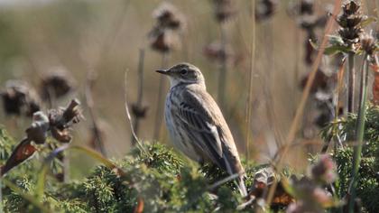 Water Pipit