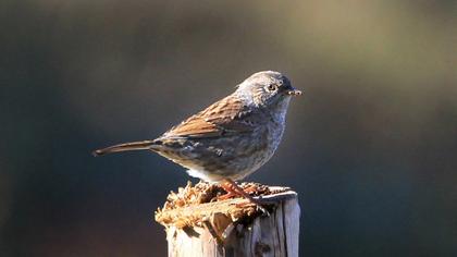 Dunnock