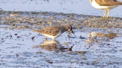 Temminck`s Stint
