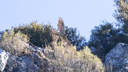 Northern Goshawk
