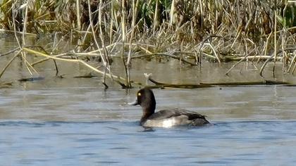 Tufted Duck
