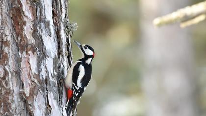 Great Spotted Woodpecker