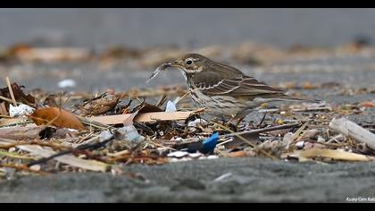 Buff-bellied Pipit