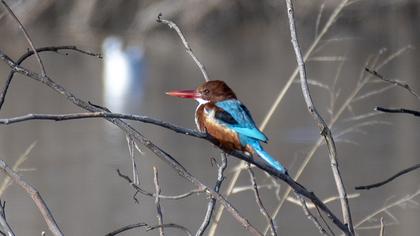 White-throated Kingfisher