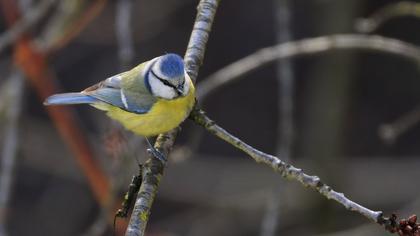 Eurasian Blue Tit