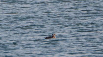 Red-necked Grebe