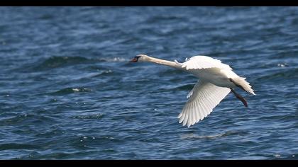Mute Swan