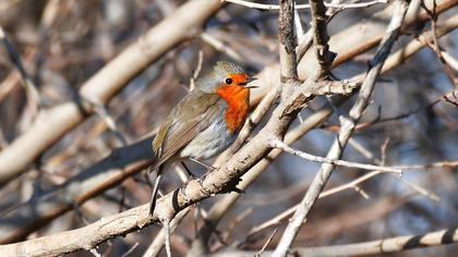 European Robin