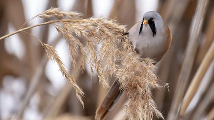 Bearded Reedling