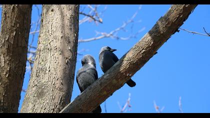 Western Jackdaw