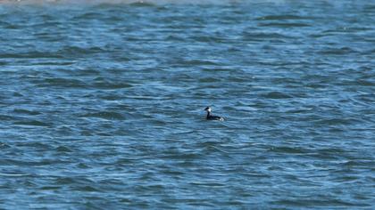 Horned Grebe
