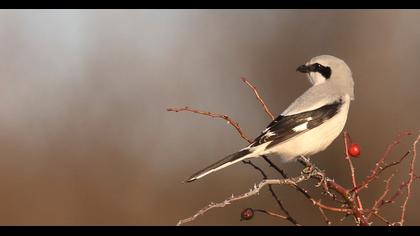 Great Grey Shrike