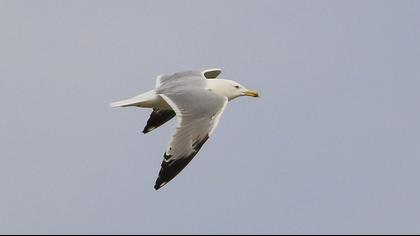 Yellow-legged Gull