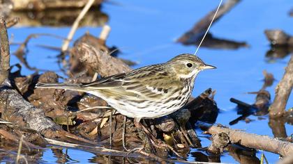 Meadow Pipit