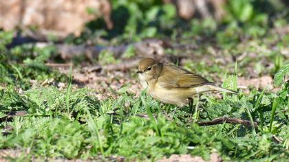 Common Chiffchaff