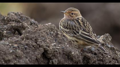 Red-throated Pipit