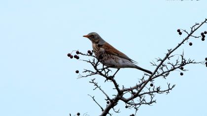 Fieldfare