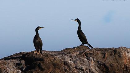European Shag