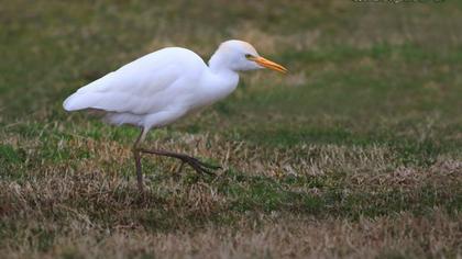 Western Cattle Egret