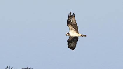 Western Osprey