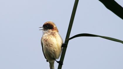 Eurasian Penduline Tit
