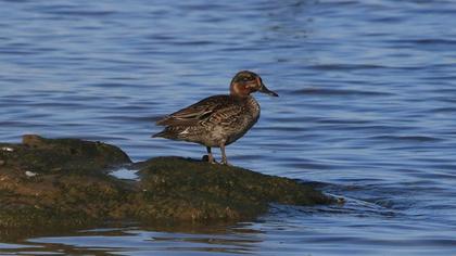 Eurasian Teal